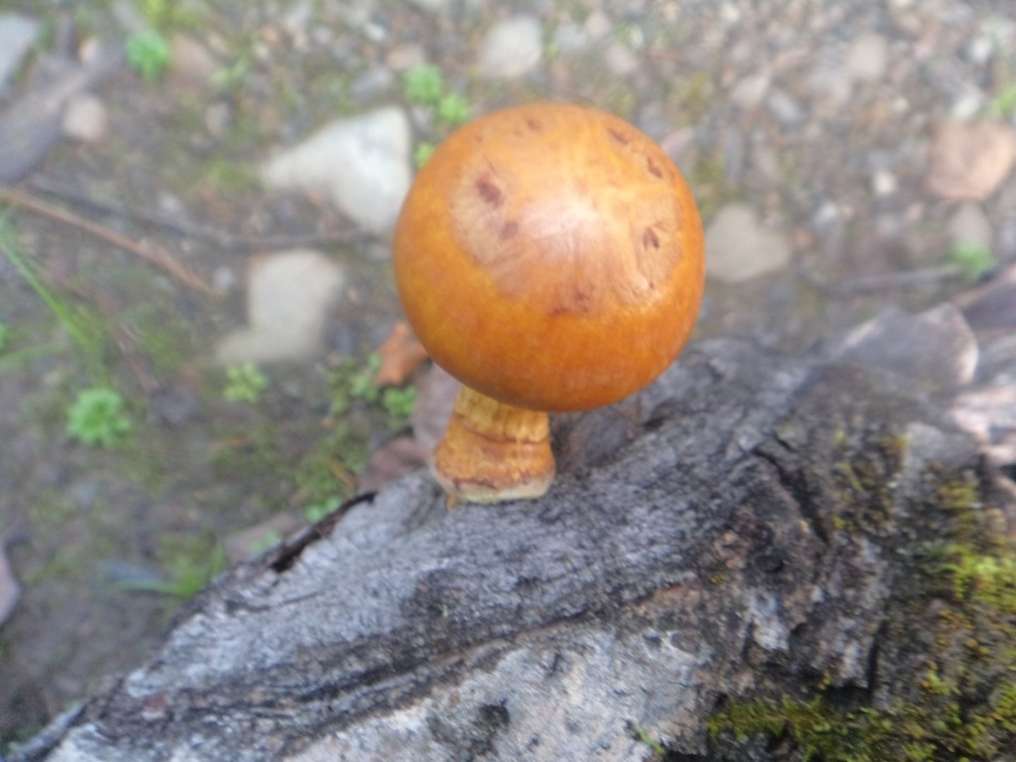 DSC01901.JPG
