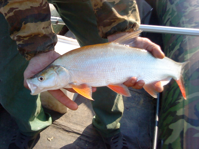 DSC02011.JPG