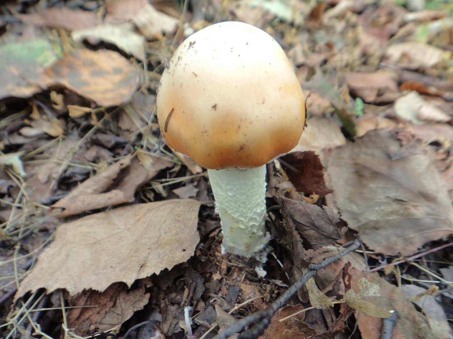 DSC02042.JPG
