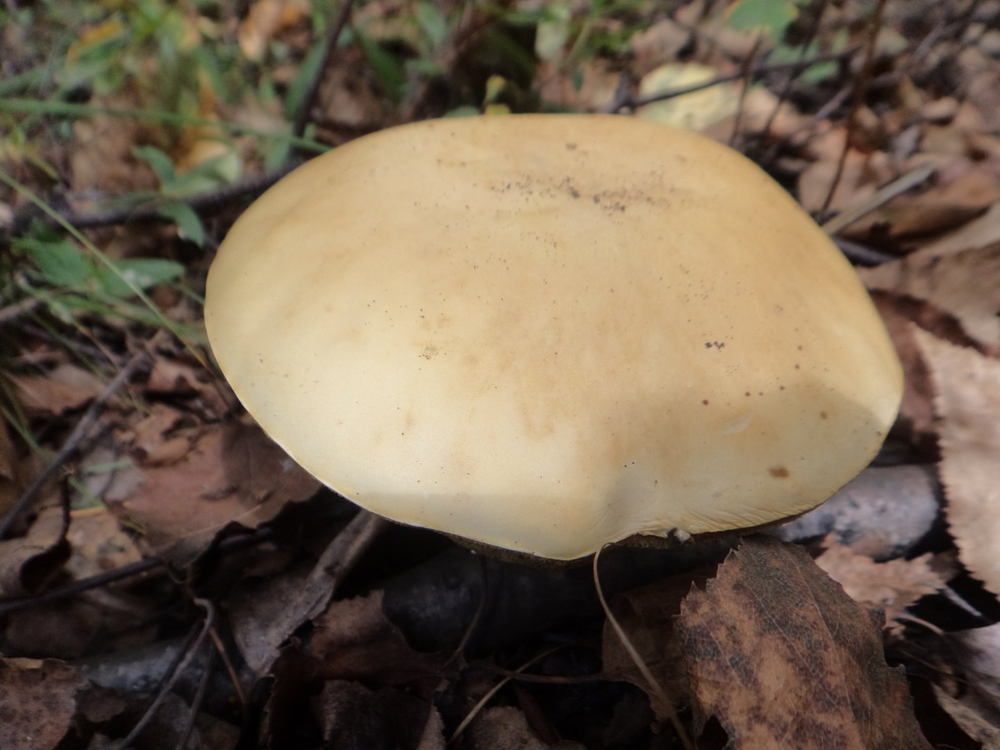DSC02043.JPG