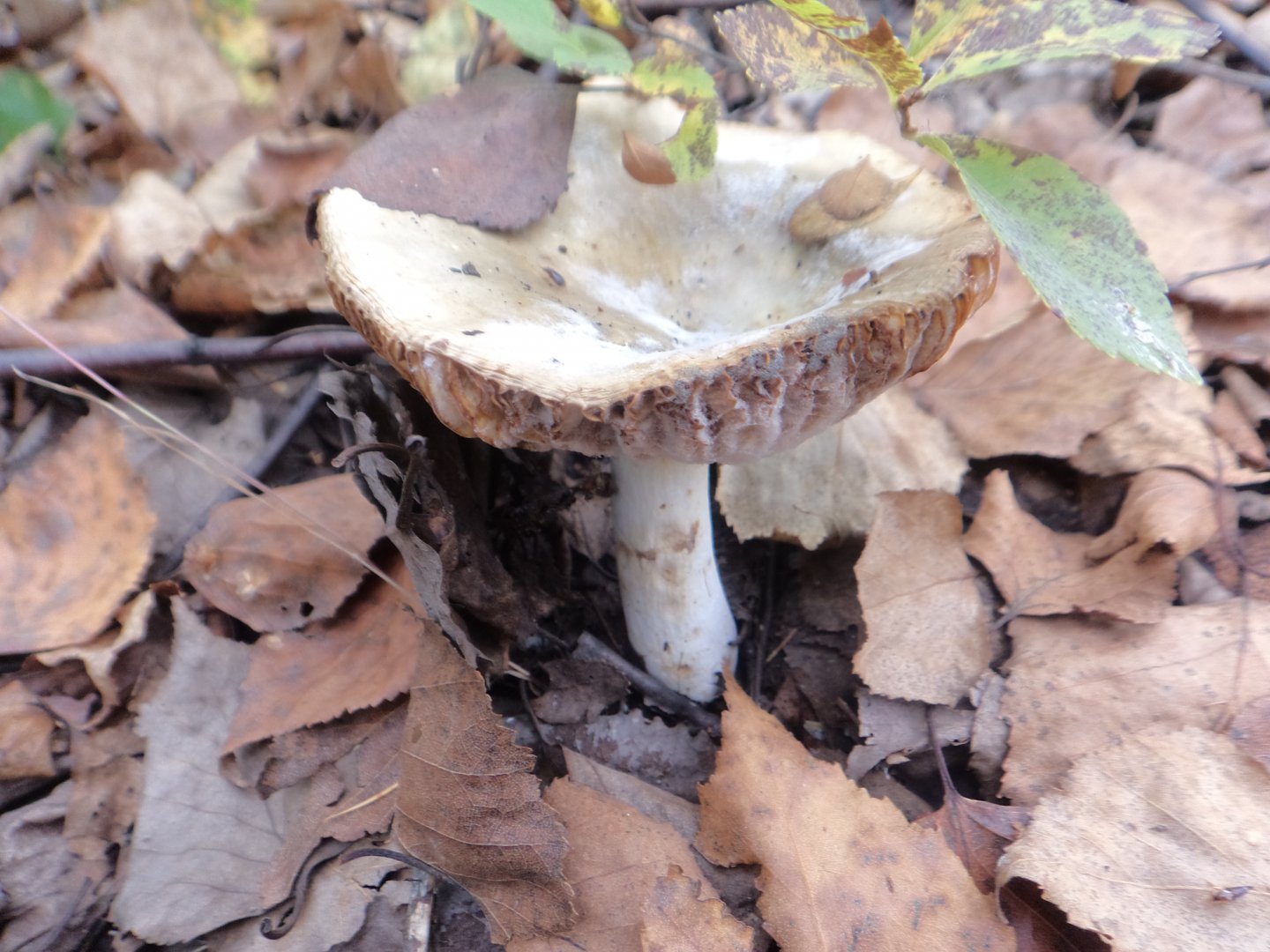 DSC02045.JPG