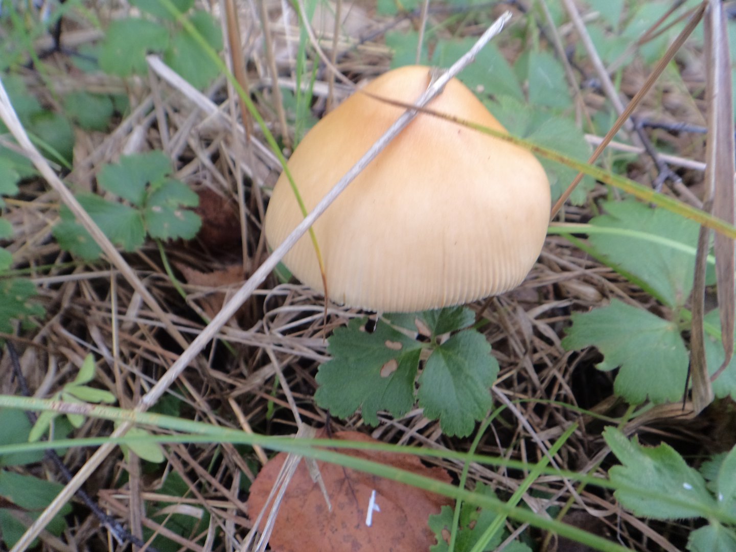 DSC02068.JPG