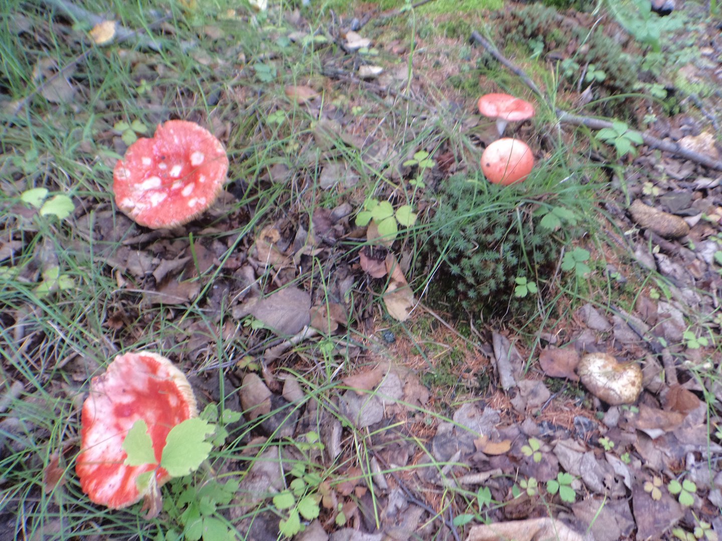 DSC02071.JPG