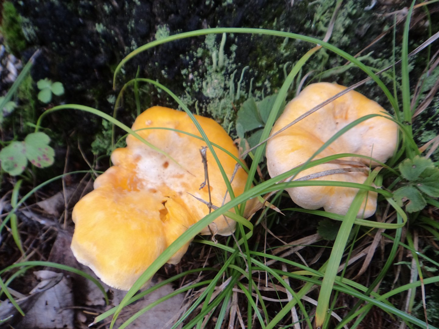 DSC02076.JPG