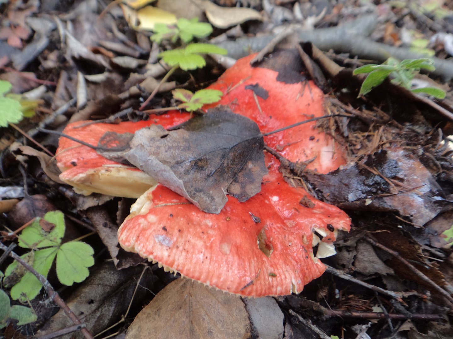DSC02084.JPG
