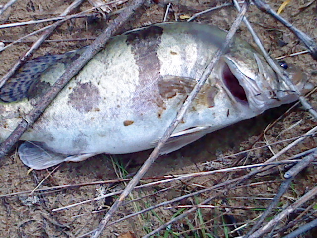 DSC02100.JPG