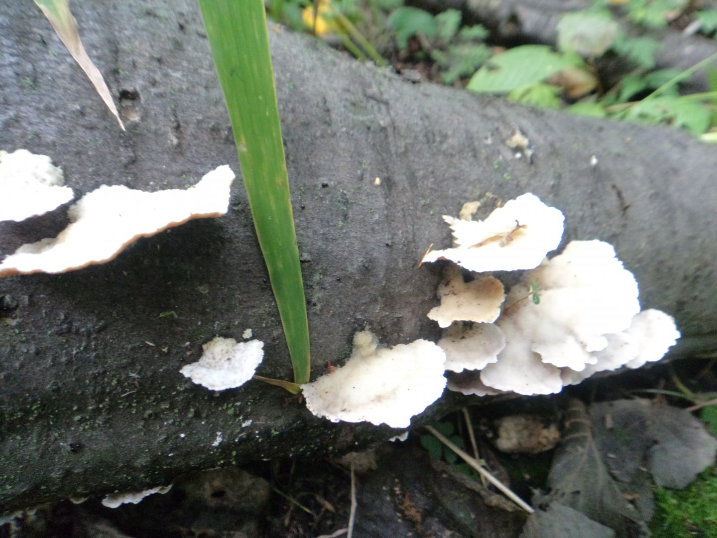 DSC02104.JPG