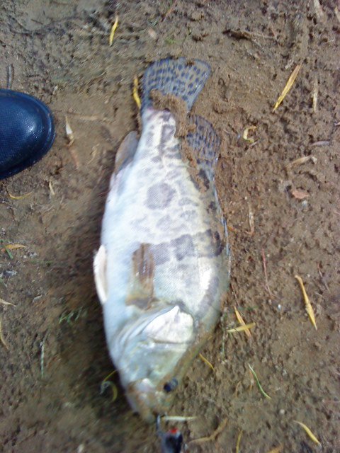 DSC02106.JPG
