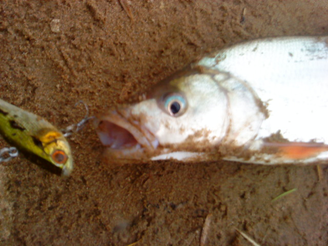 DSC02111.JPG