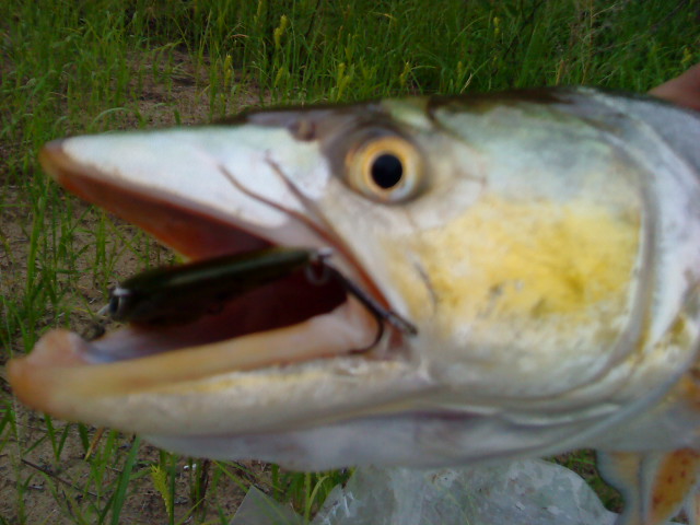 DSC02115.JPG