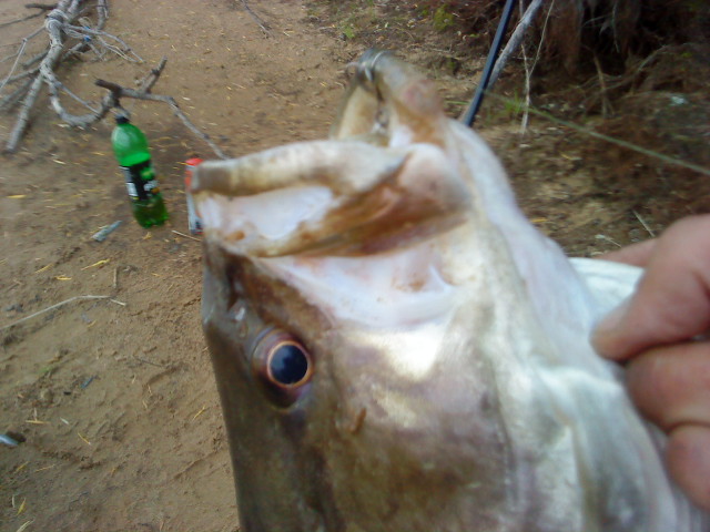 DSC02117.JPG