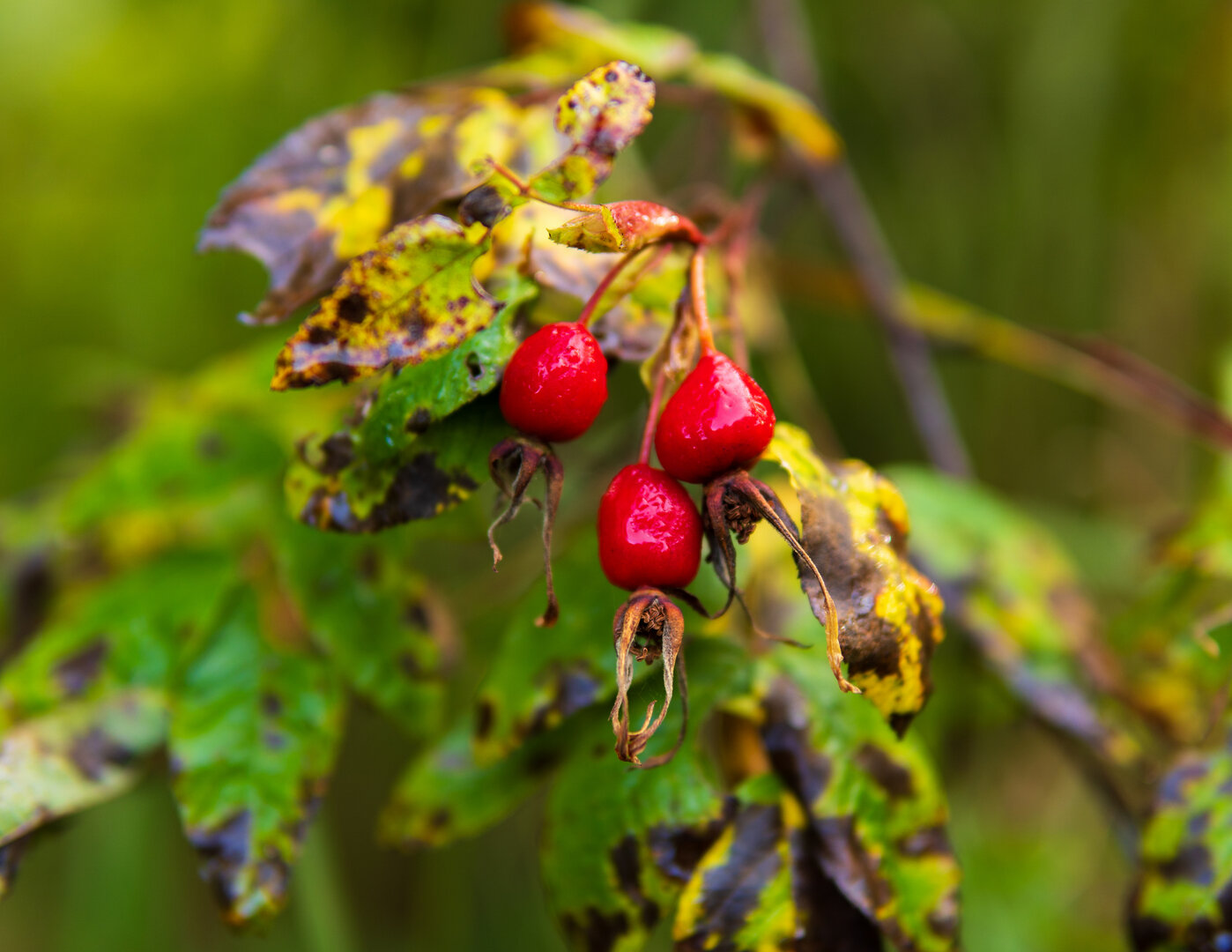 DSC02123-1.jpg