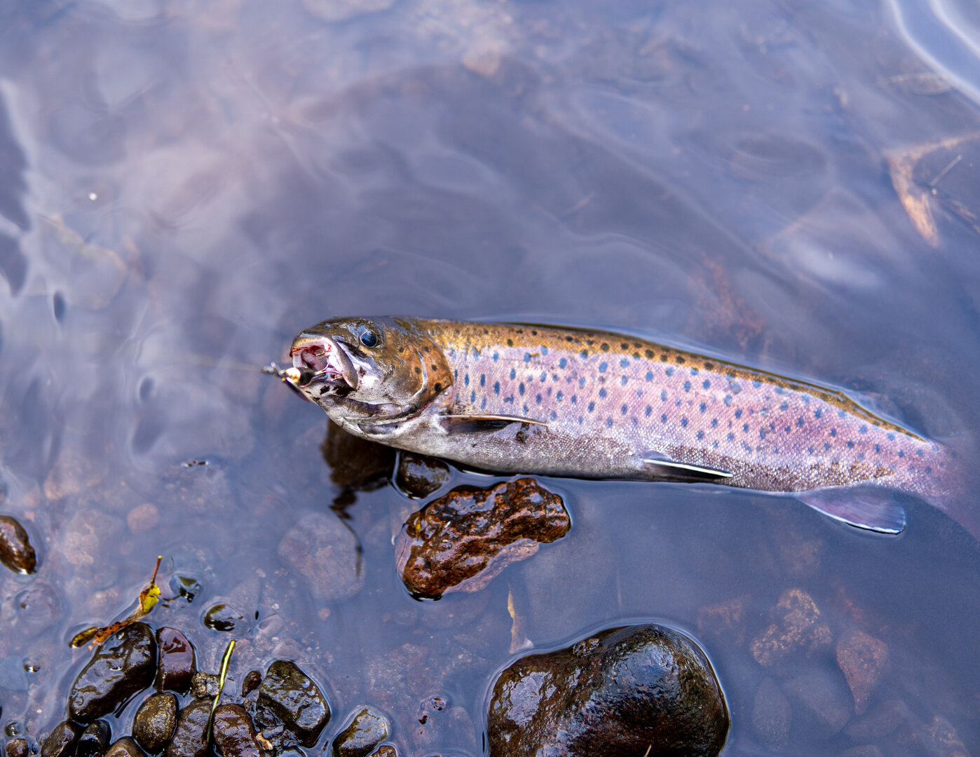 DSC02151-1.jpg