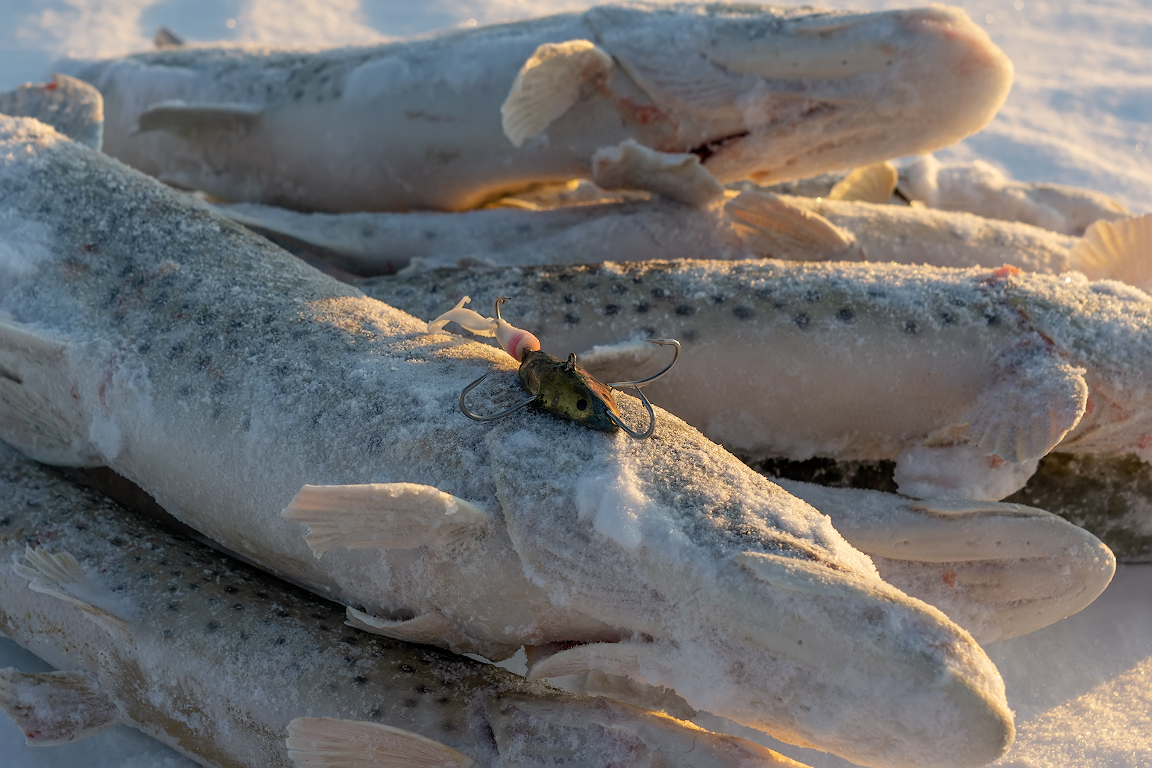 DSC02188.jpg