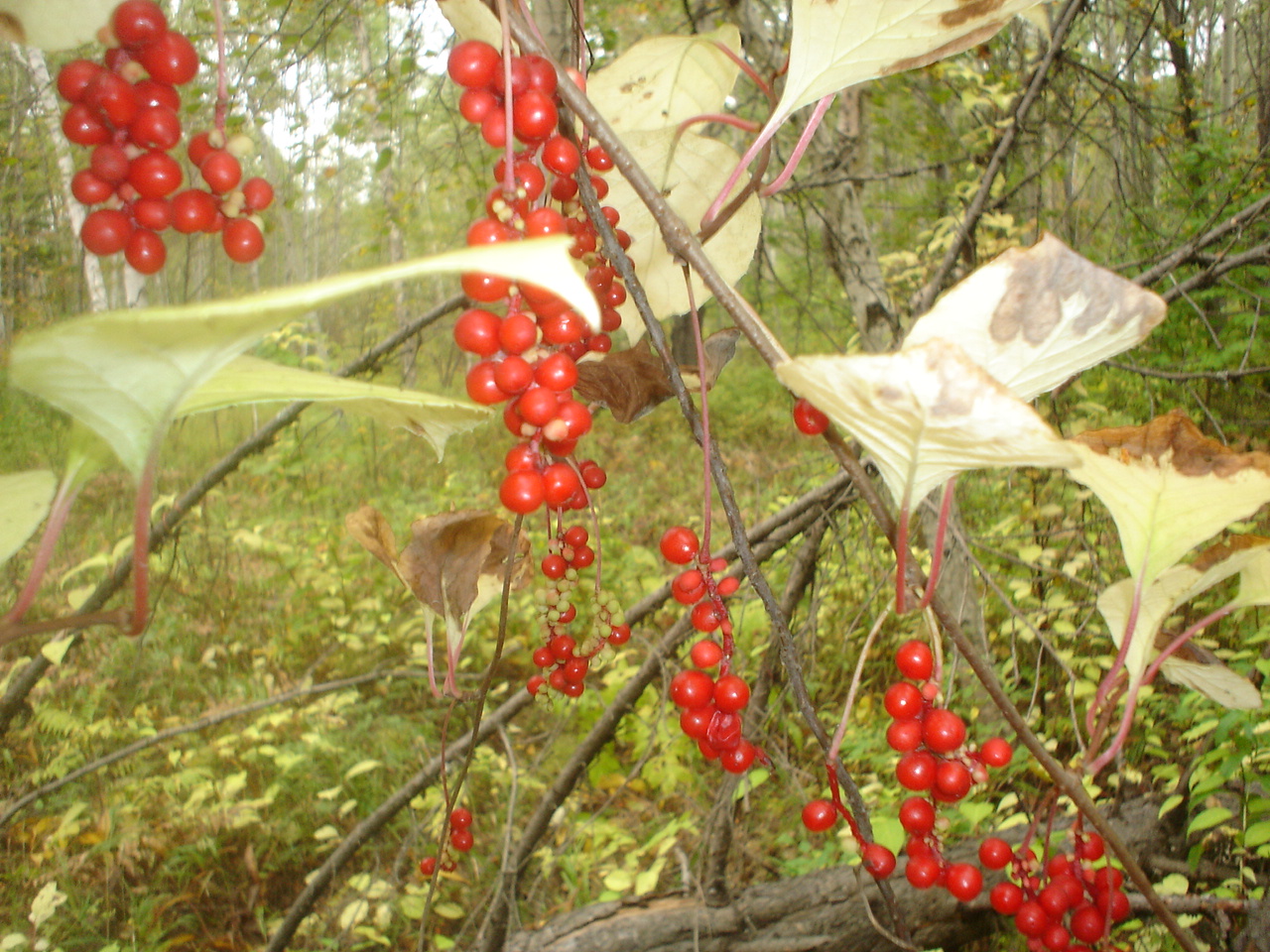 DSC02244.JPG