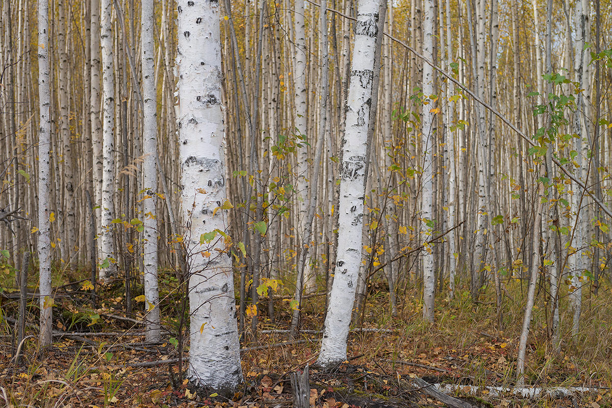 DSC02345.jpg