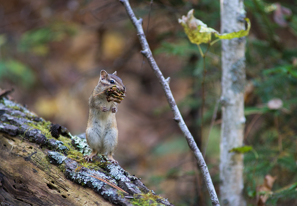DSC02407.jpg