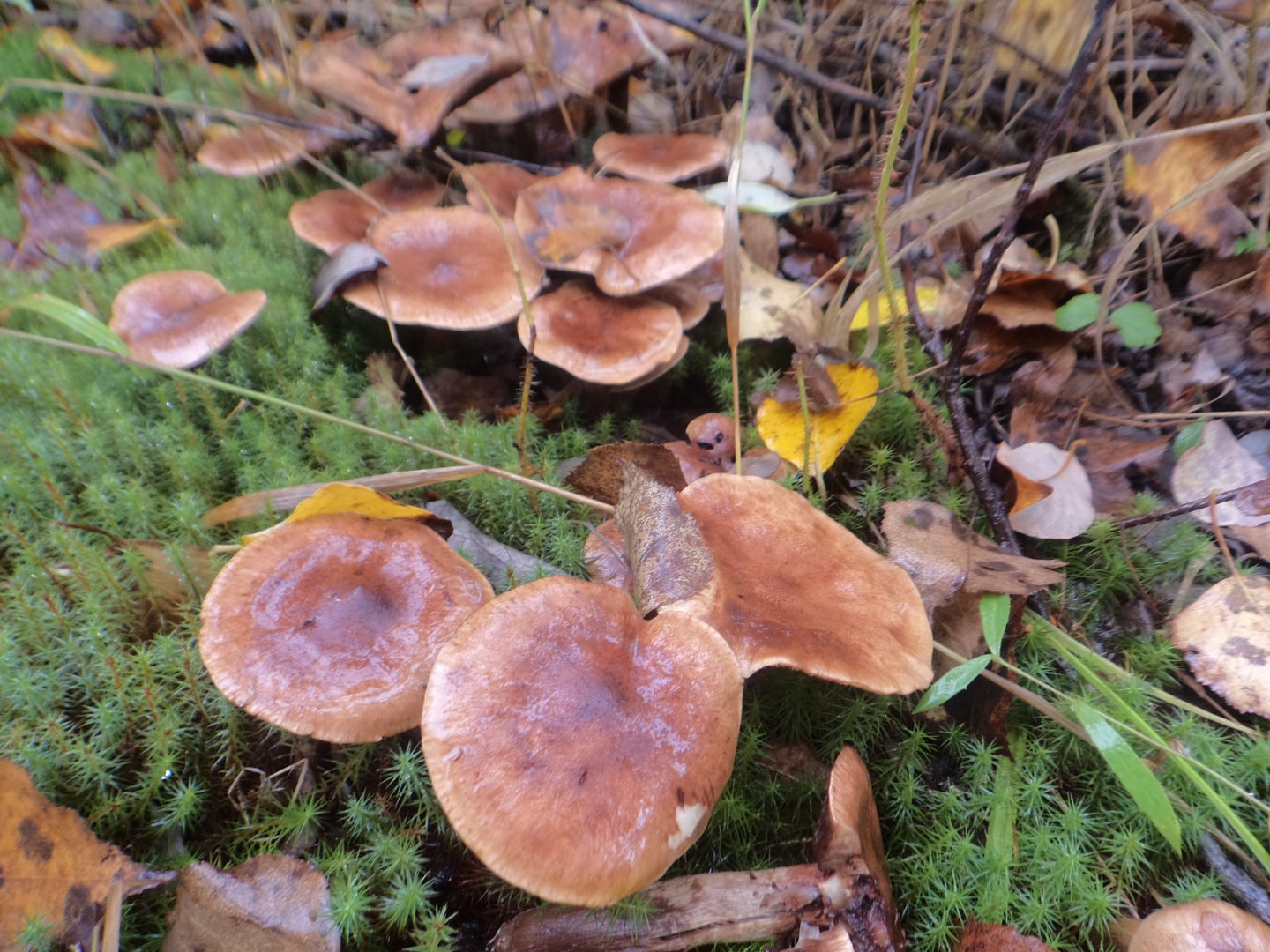 DSC02499.JPG