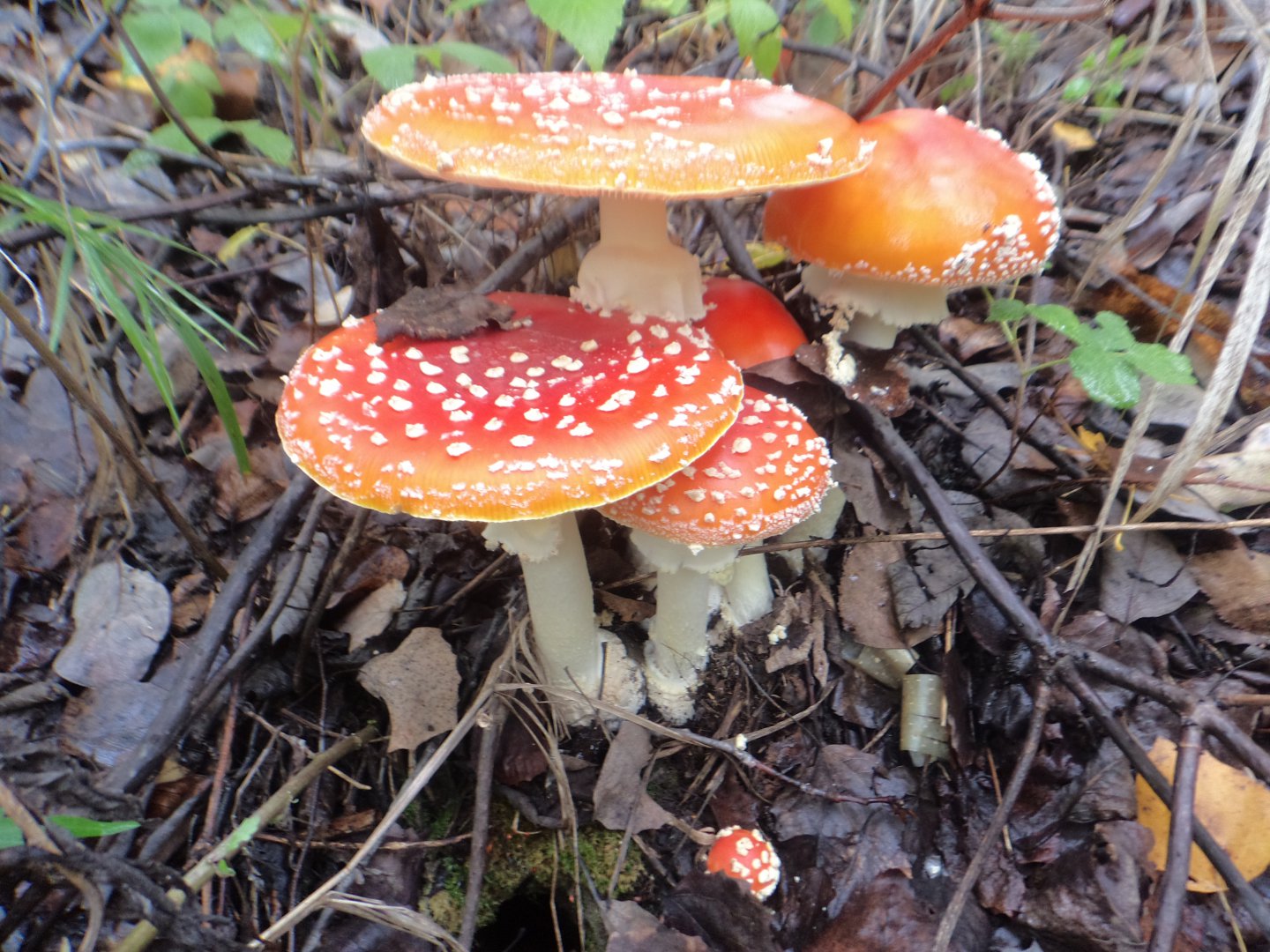 DSC02510.JPG