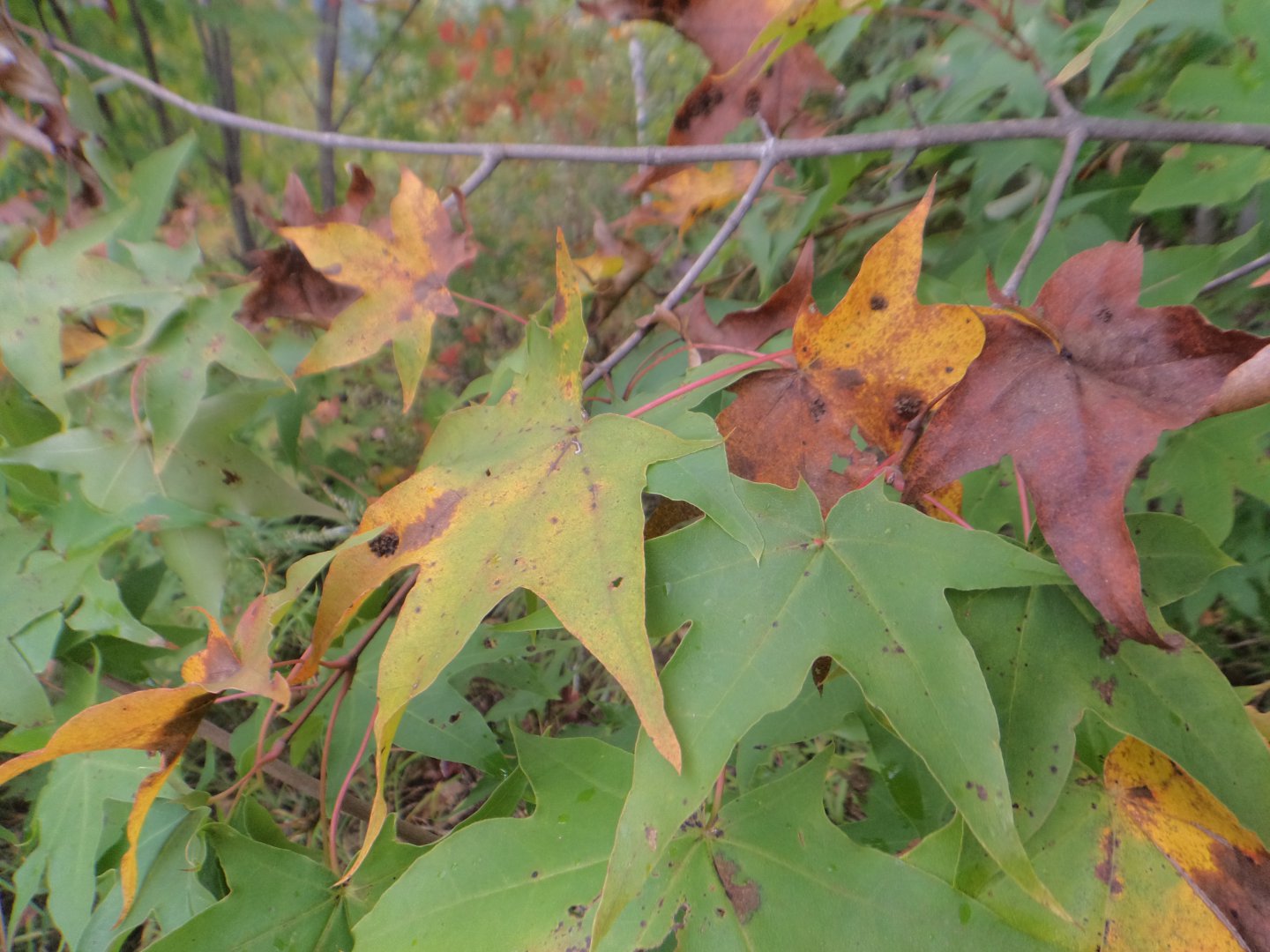 DSC02521.JPG