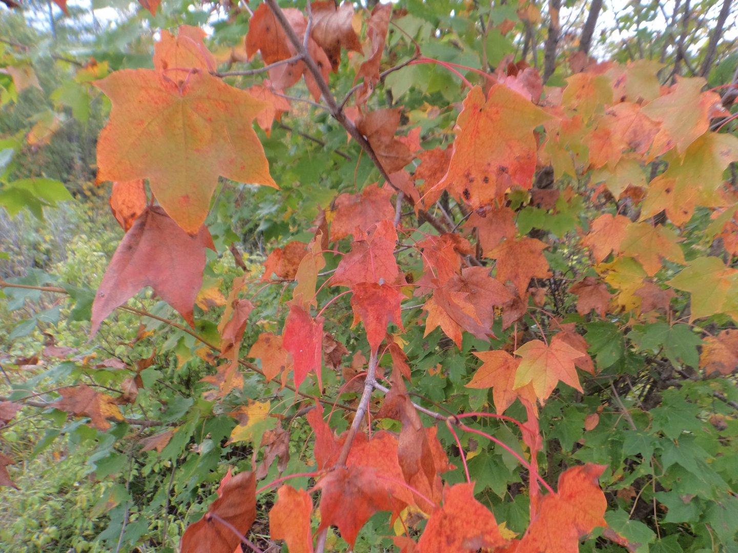 DSC02523.JPG
