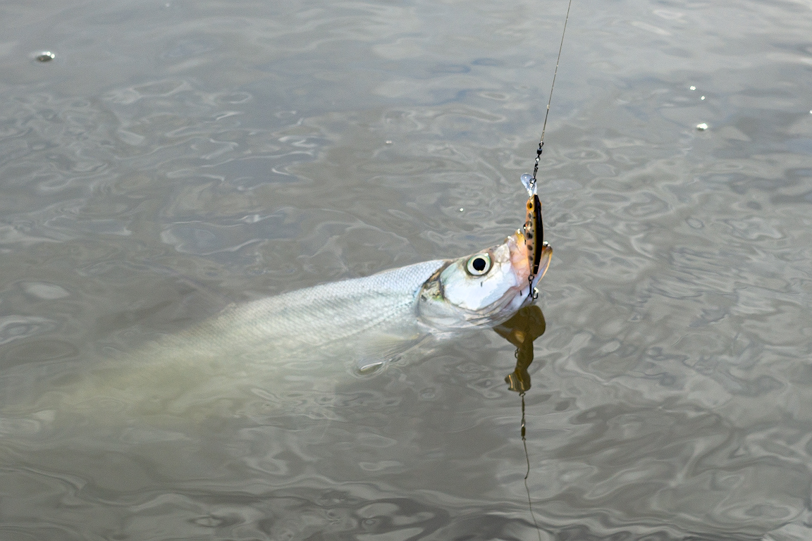 DSC02527.jpg