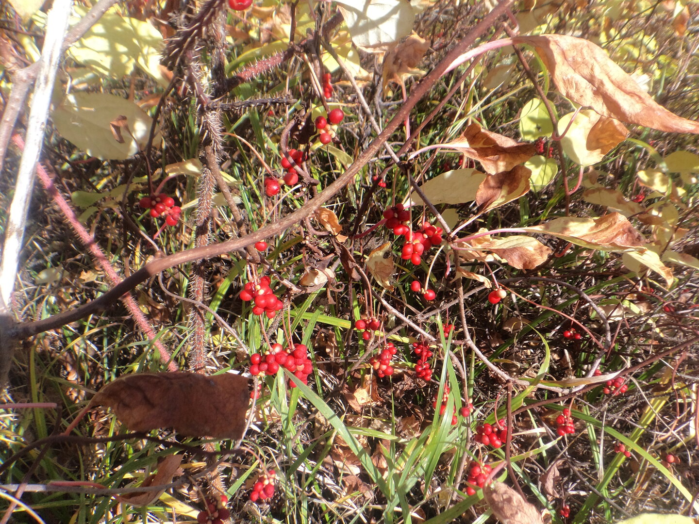DSC02532.JPG
