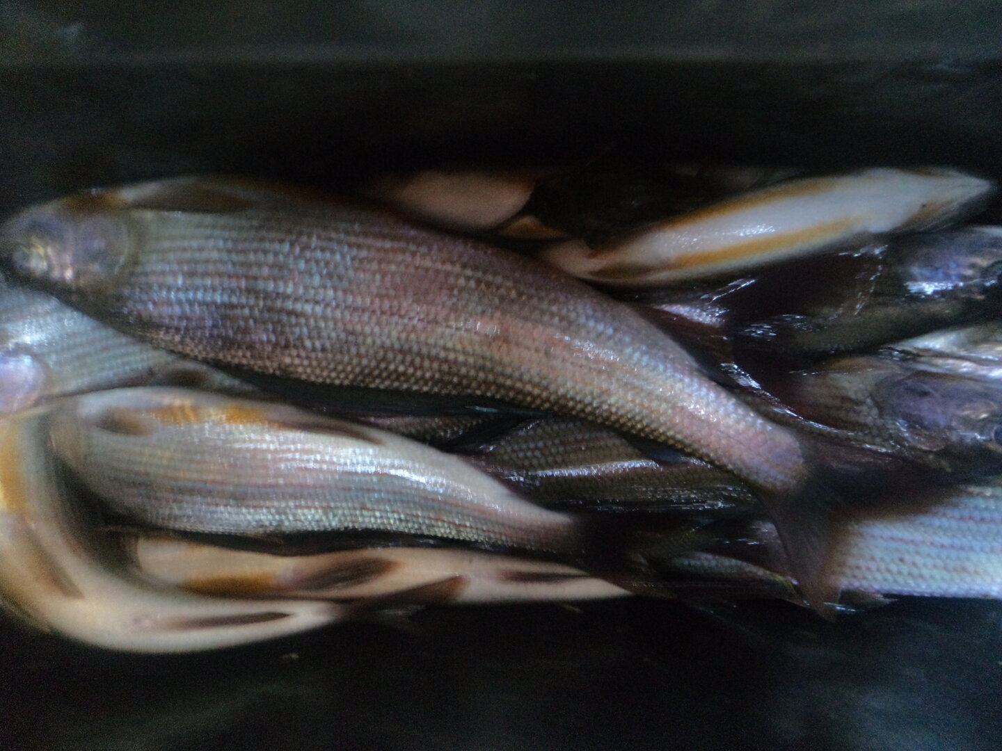 DSC02572.JPG