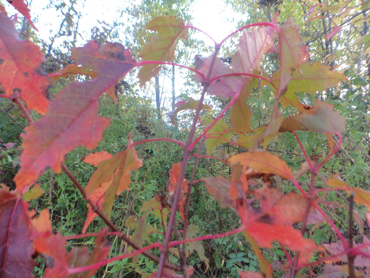 DSC02680.JPG