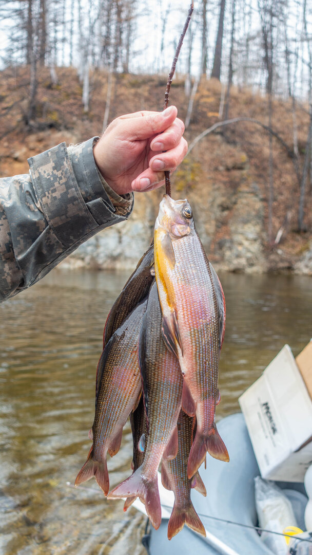 DSC02687.jpg