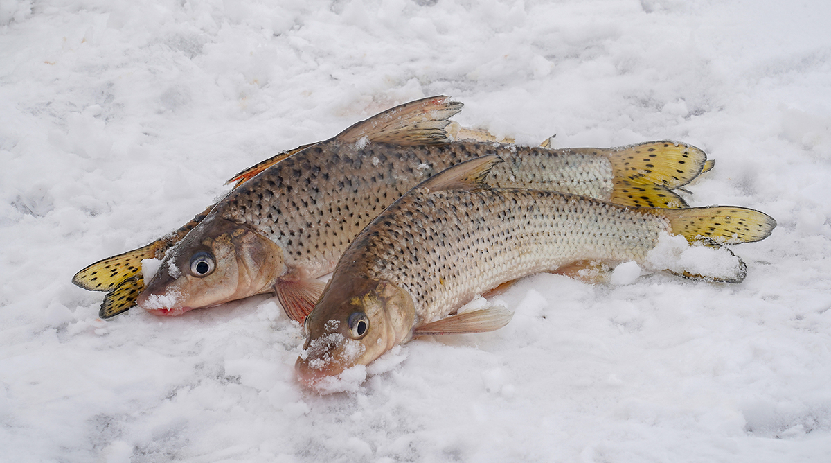 DSC03395_1200.jpg