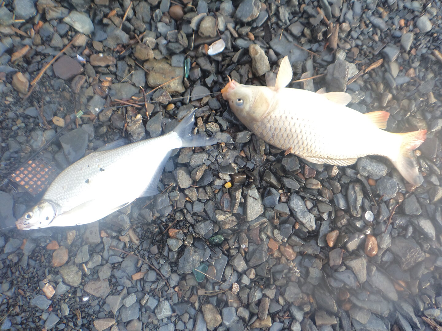DSC03701.JPG