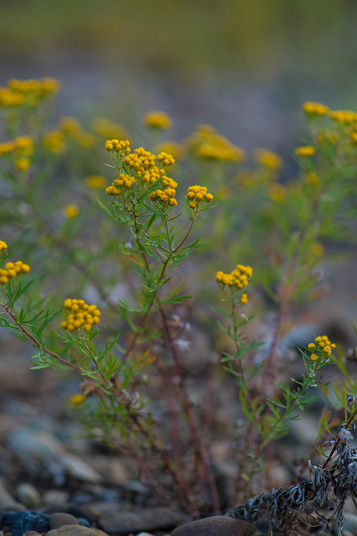DSC03928.jpg