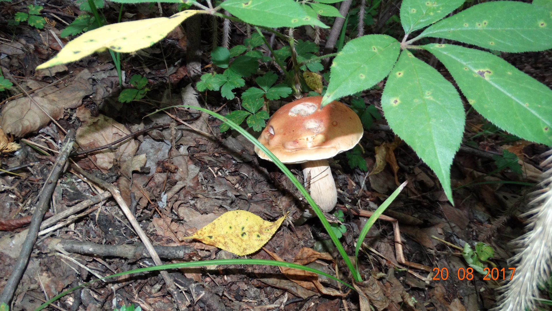 DSC04021.JPG