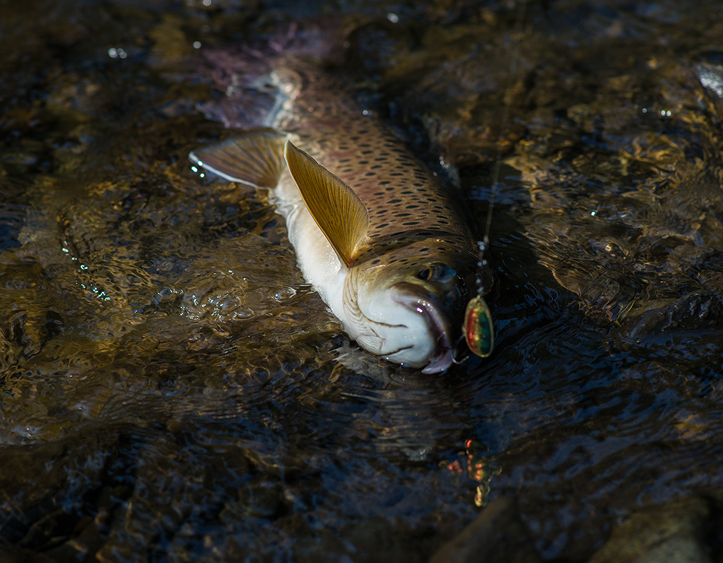 DSC04059.jpg