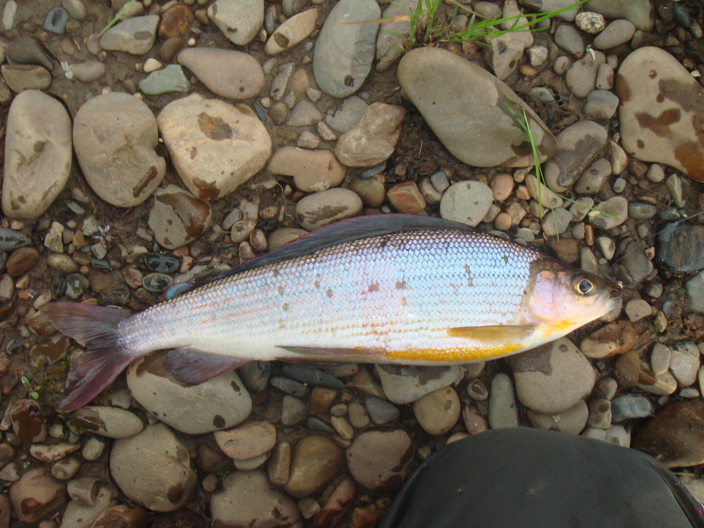 DSC04285.JPG
