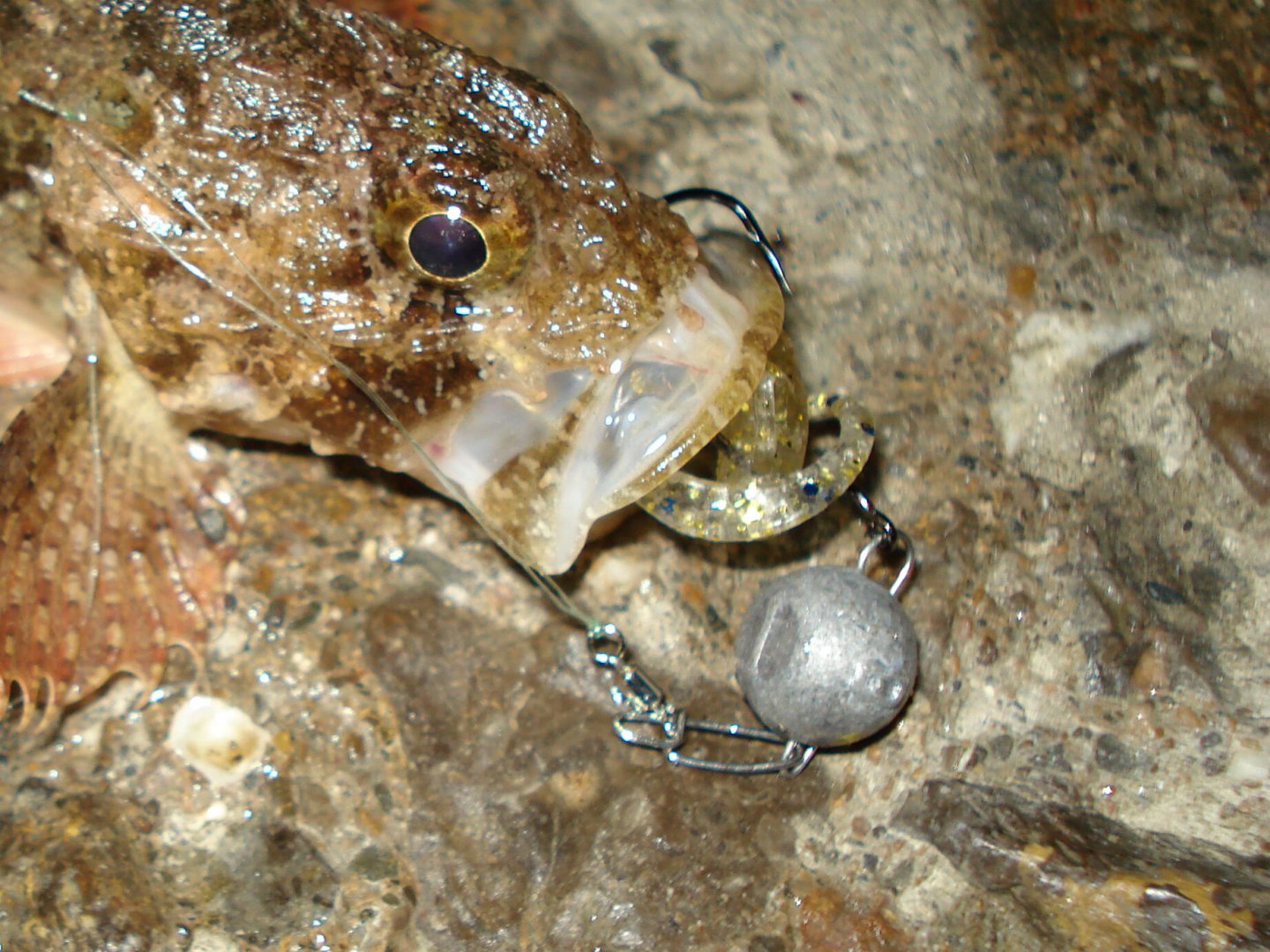 DSC04596-1.jpg