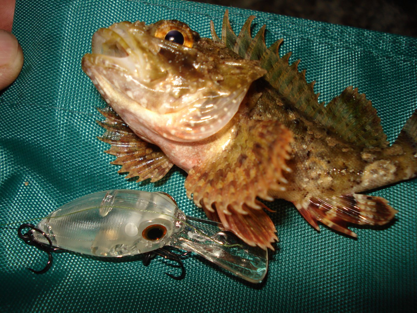 DSC04600.JPG