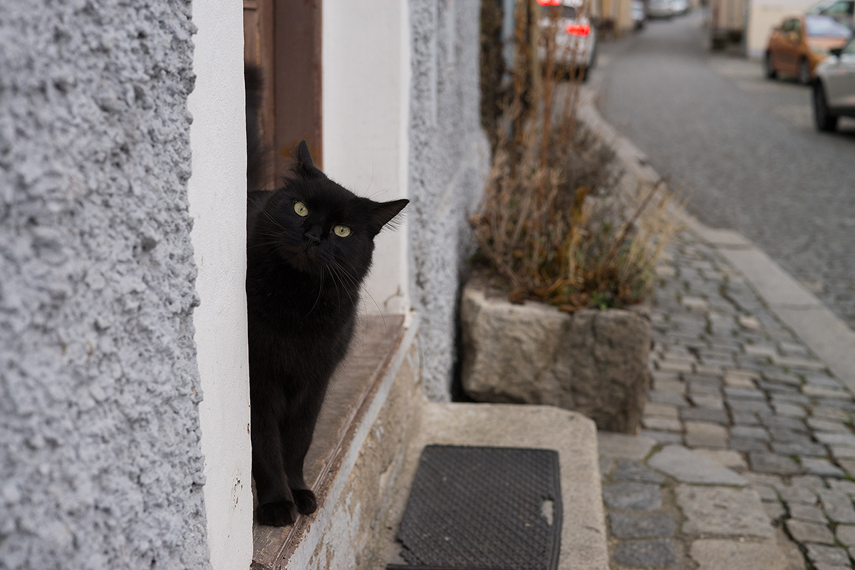 DSC04687.jpg