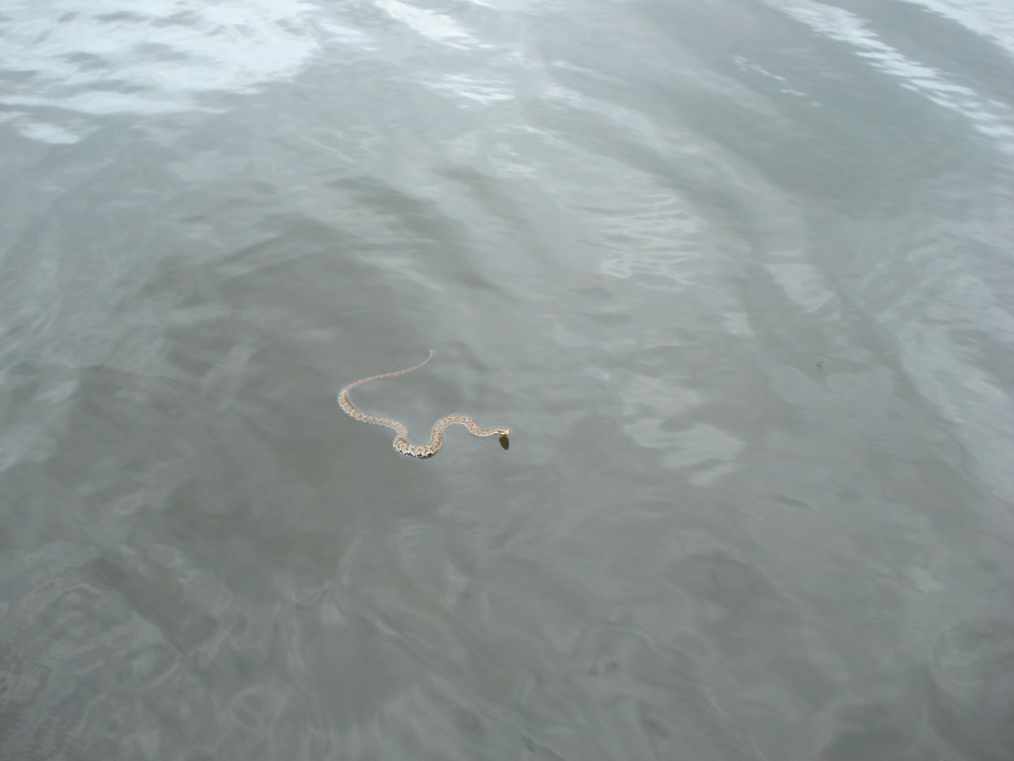 DSC04855.JPG