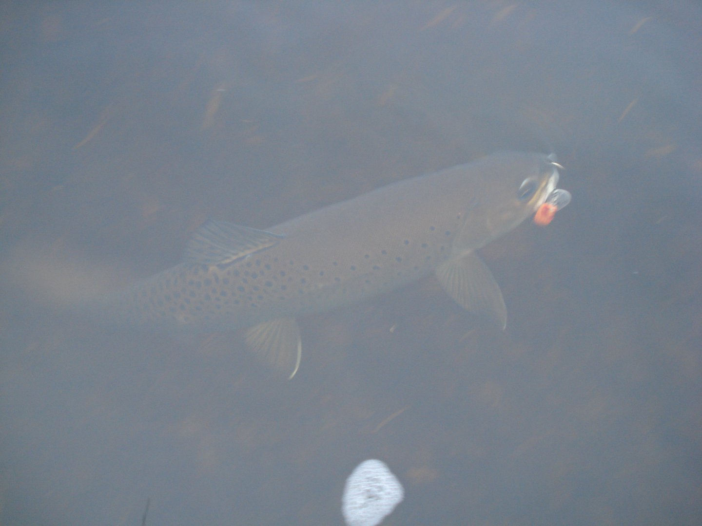 DSC05915.JPG