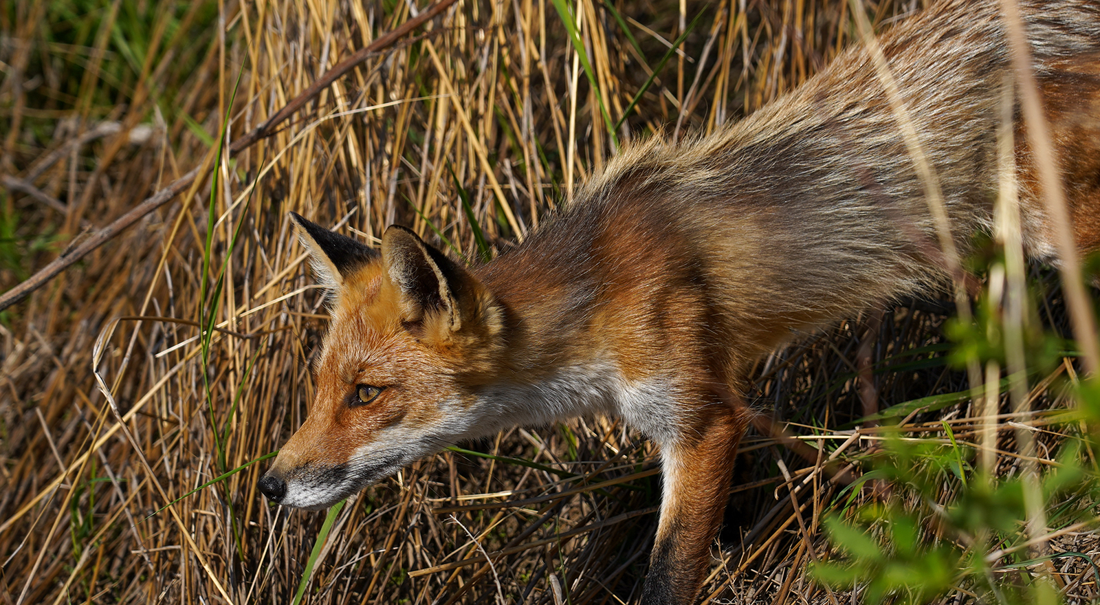 DSC05955_1600.jpg