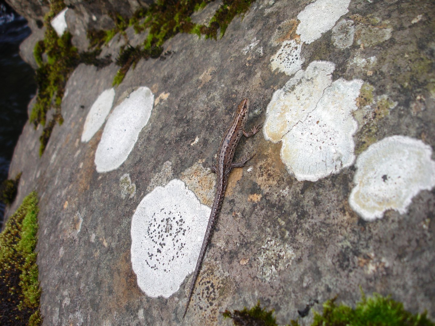 DSC06162.JPG