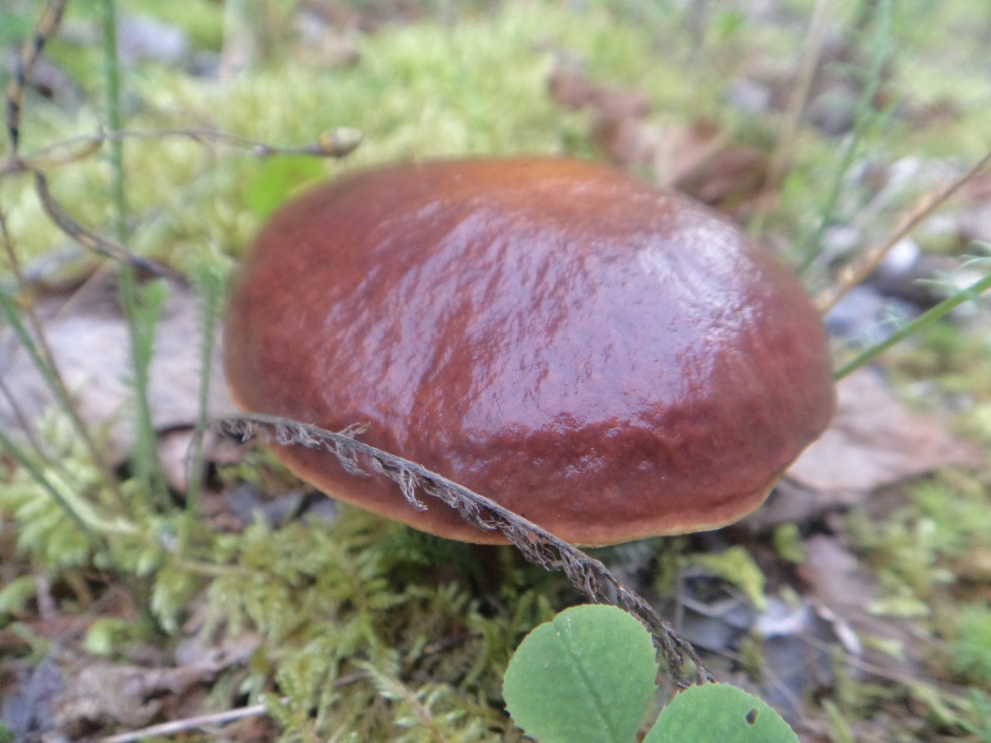 DSC06762.JPG