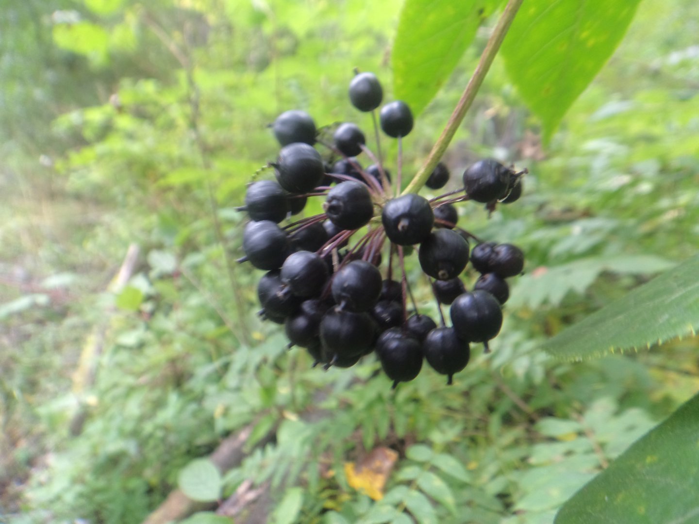 DSC06830.JPG