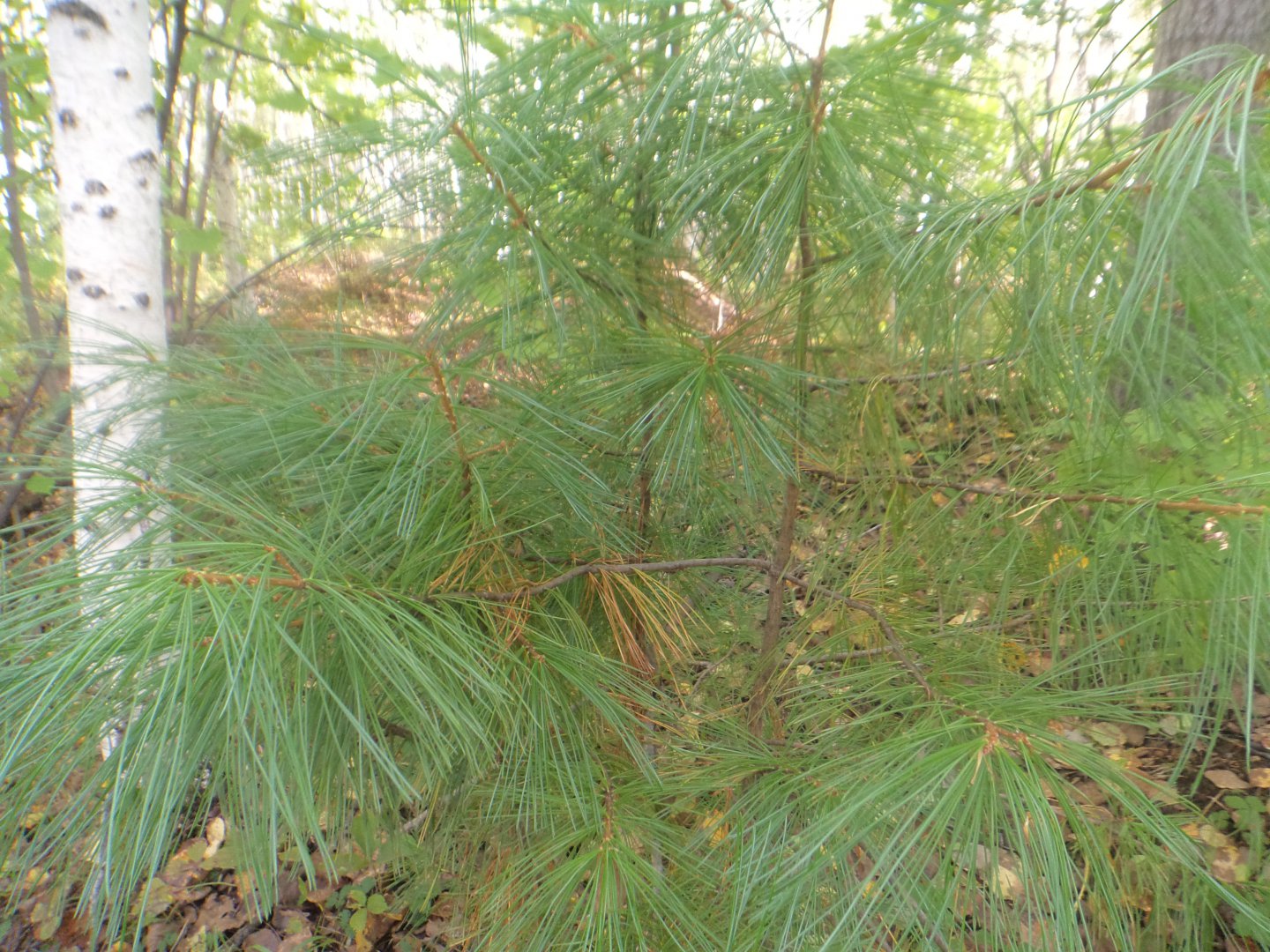 DSC06905.JPG