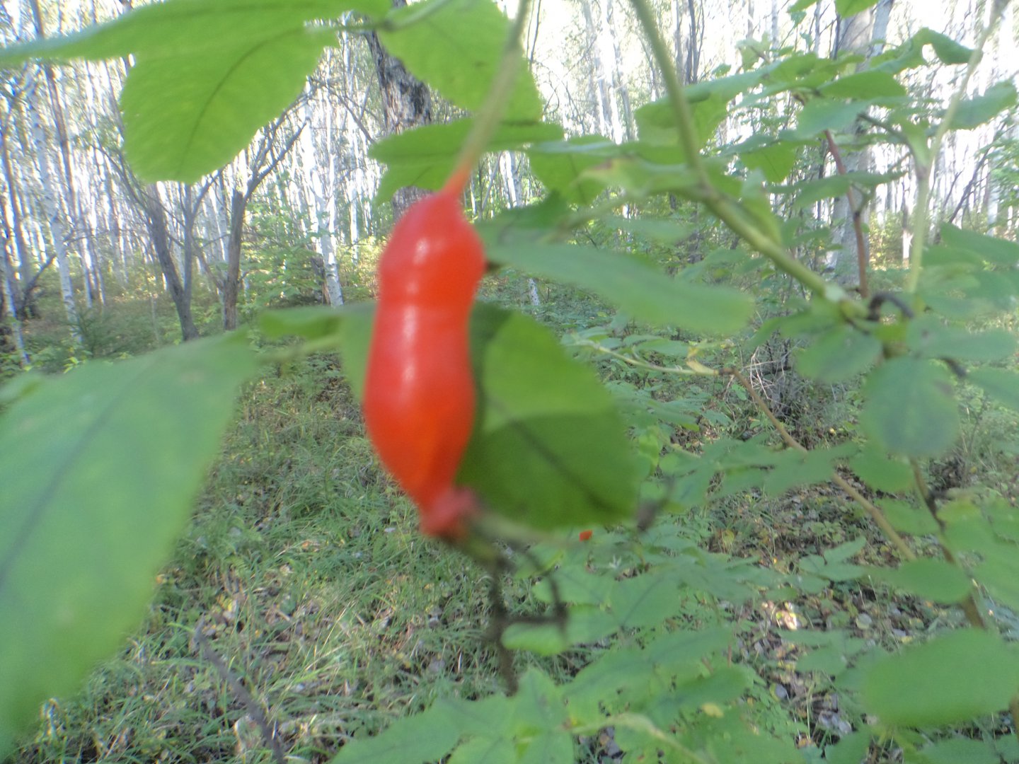 DSC06914.JPG