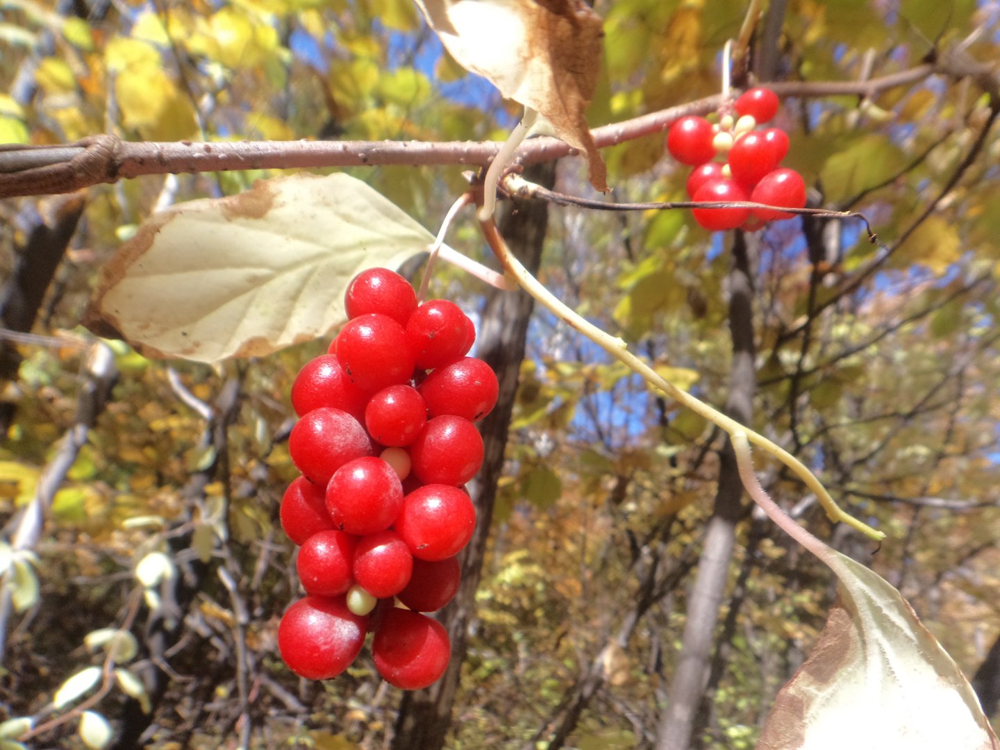 Лимонник китайский леса дальнего Востока