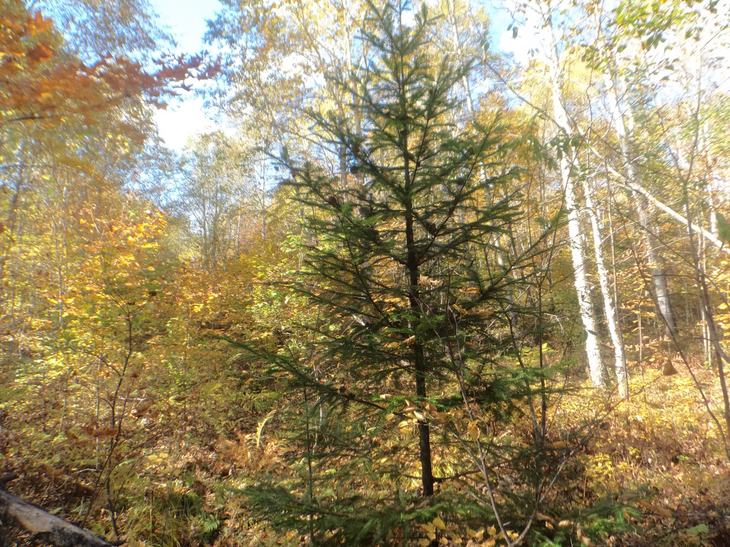 DSC07089.JPG