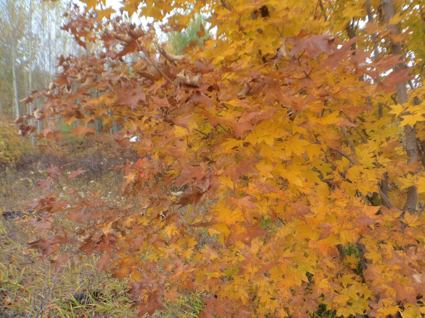 DSC07118.JPG